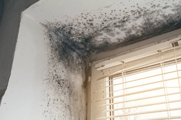 Affordable Commercial Mold Remediation solutions in Red Bank, NJ